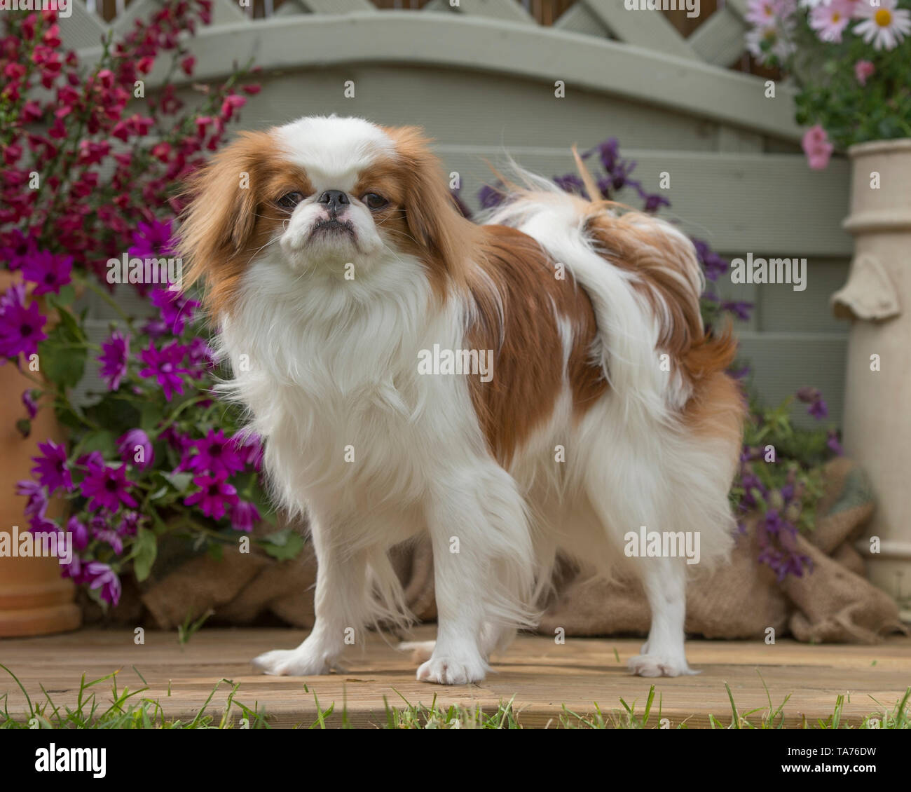 Giapponese cane mento Foto Stock