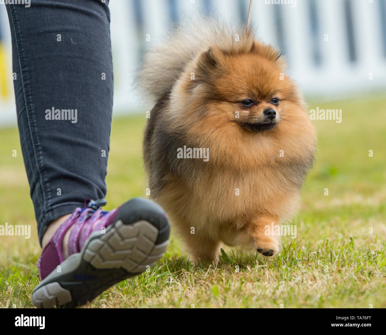 Pomerania cane e proprietario Foto Stock