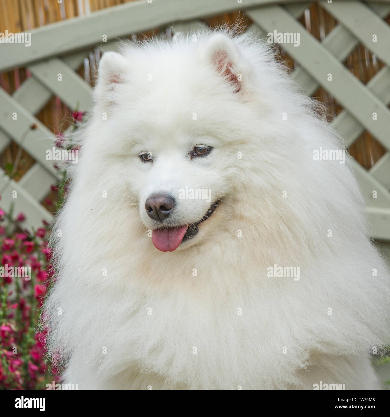 Samoiedo Foto Stock
