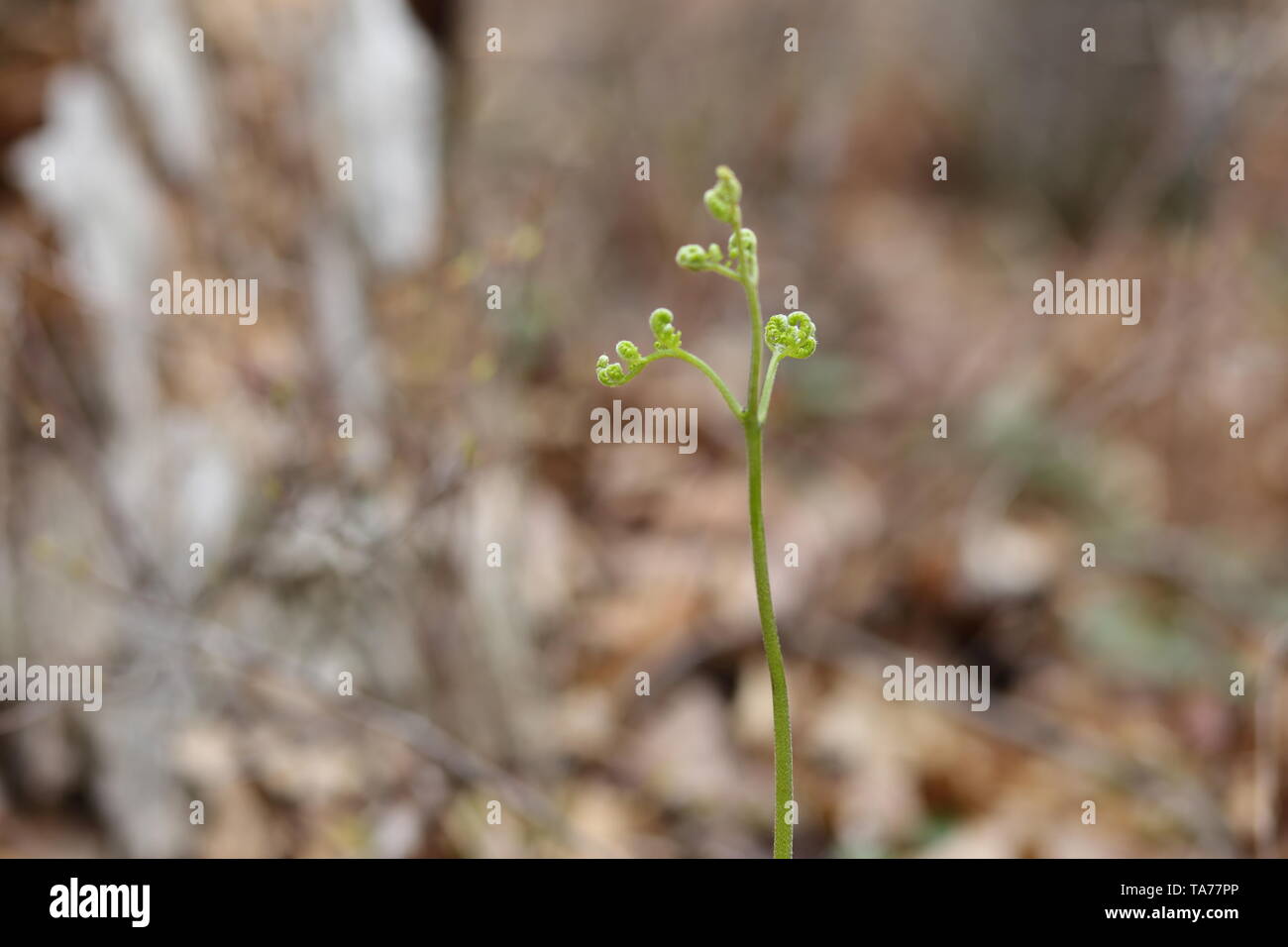 Nuovo fern emergente dal suolo della foresta in primavera Foto Stock