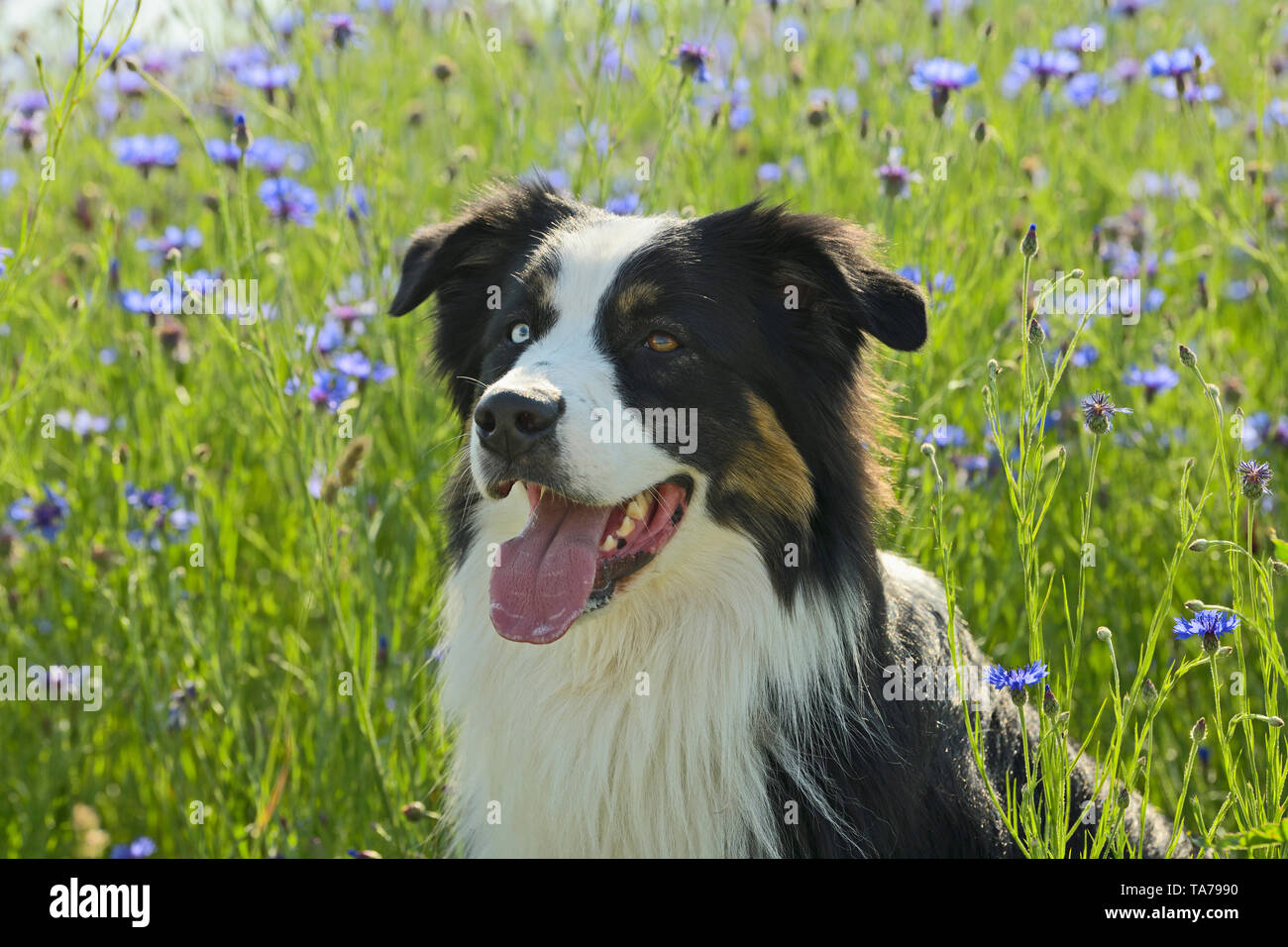 Pastore australiano. Cane adulto con gli occhi di colore diverso seduto in un prato con la fioritura cornflowers. Germania Foto Stock
