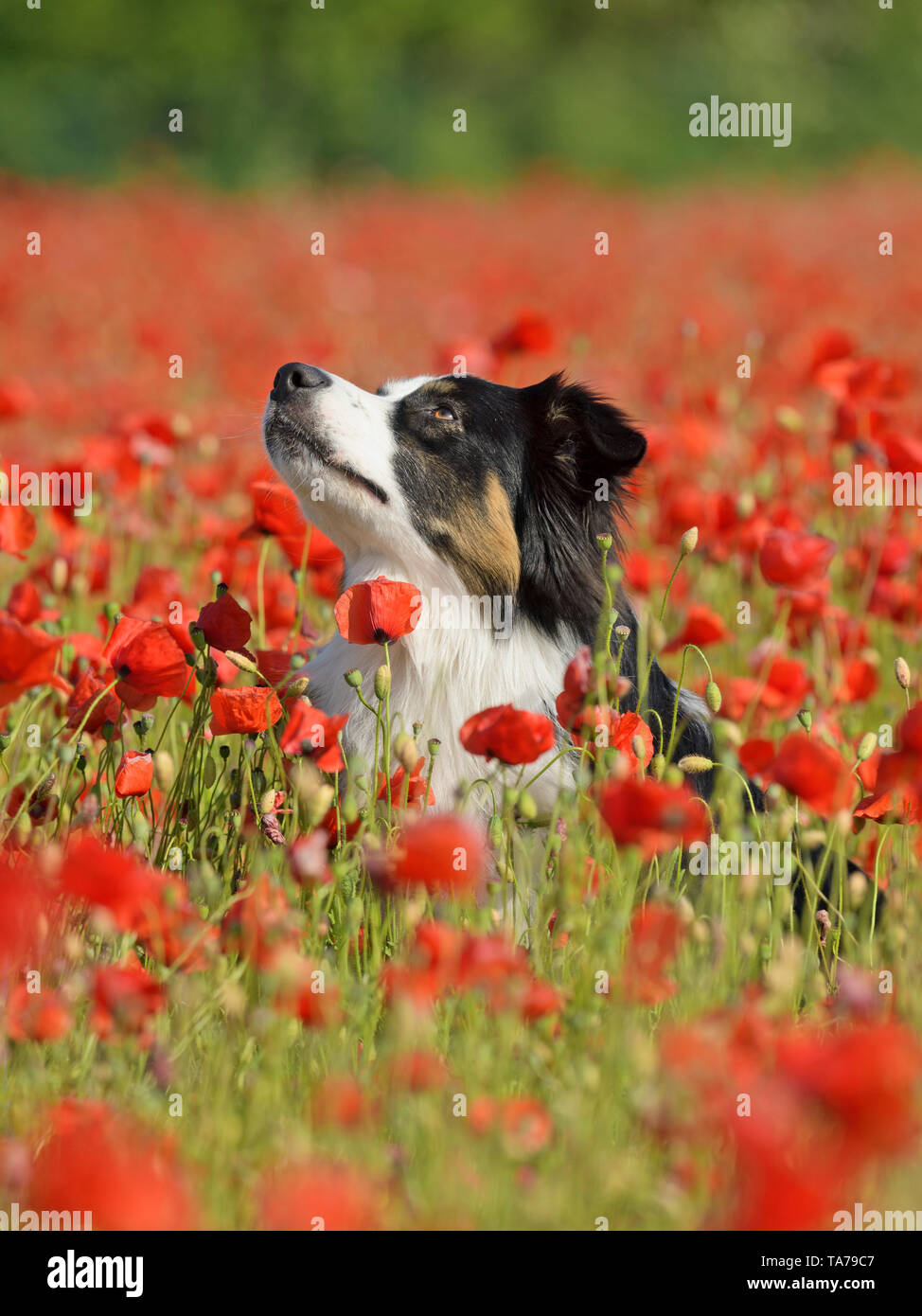 Pastore australiano. Cane adulto seduto in un campo di papavero. Germania Foto Stock