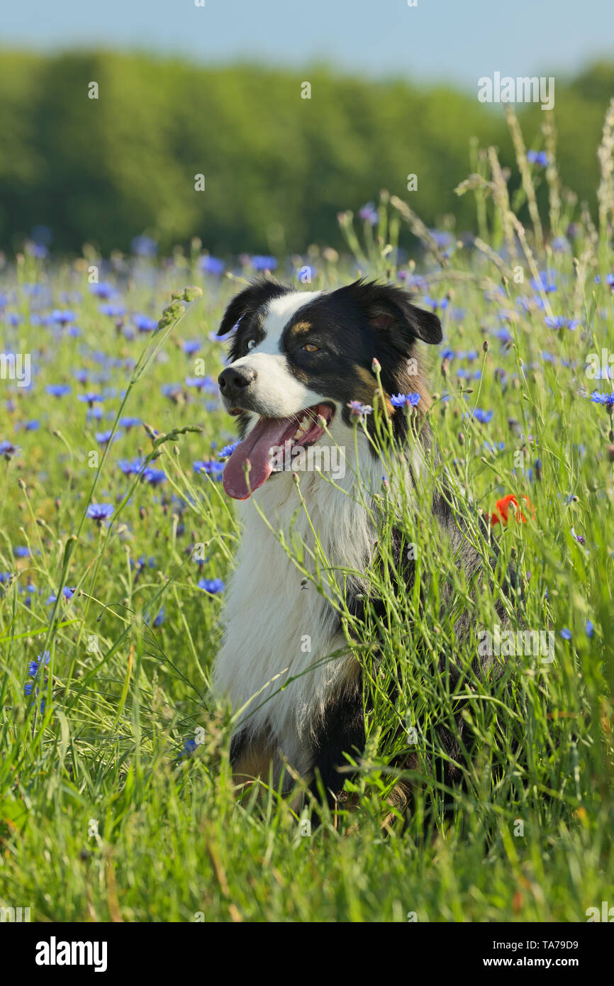 Pastore australiano. Cane adulto con gli occhi di colore diverso seduto in un prato con la fioritura cornflowers. Tedesco Foto Stock