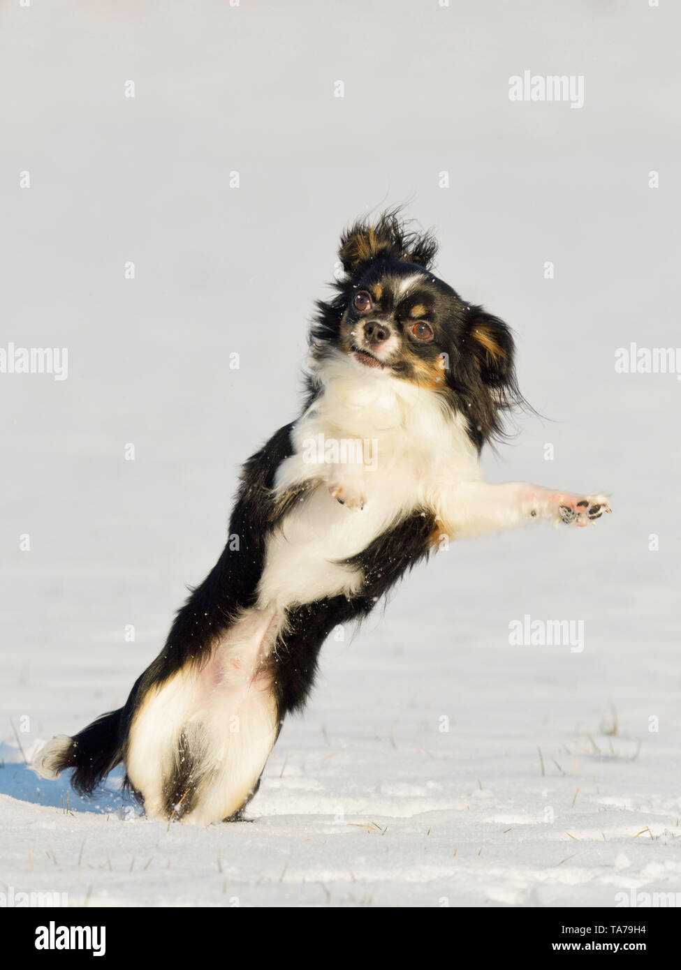Chihuahua. Cane adulto saltando in neve. Germania Foto Stock