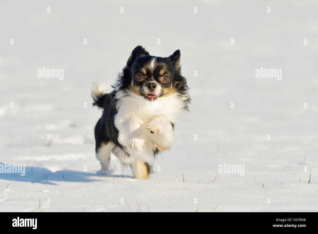 Chihuahua. Cane adulto in esecuzione nella neve. Germania Foto Stock