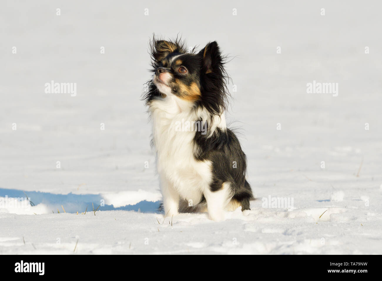 Chihuahua. Cane adulto seduto nella neve. Germania Foto Stock
