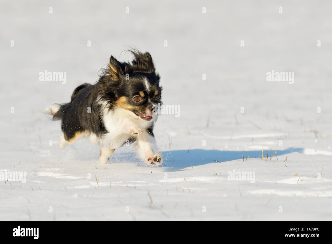 Chihuahua. Cane adulto in esecuzione nella neve. Germania Foto Stock