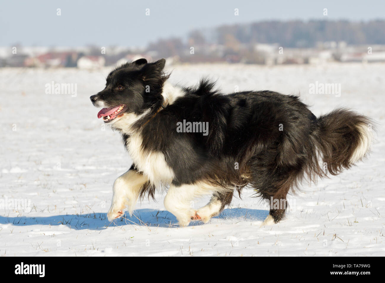Border Collie. Cane adulto in esecuzione nella neve. Germania Foto Stock