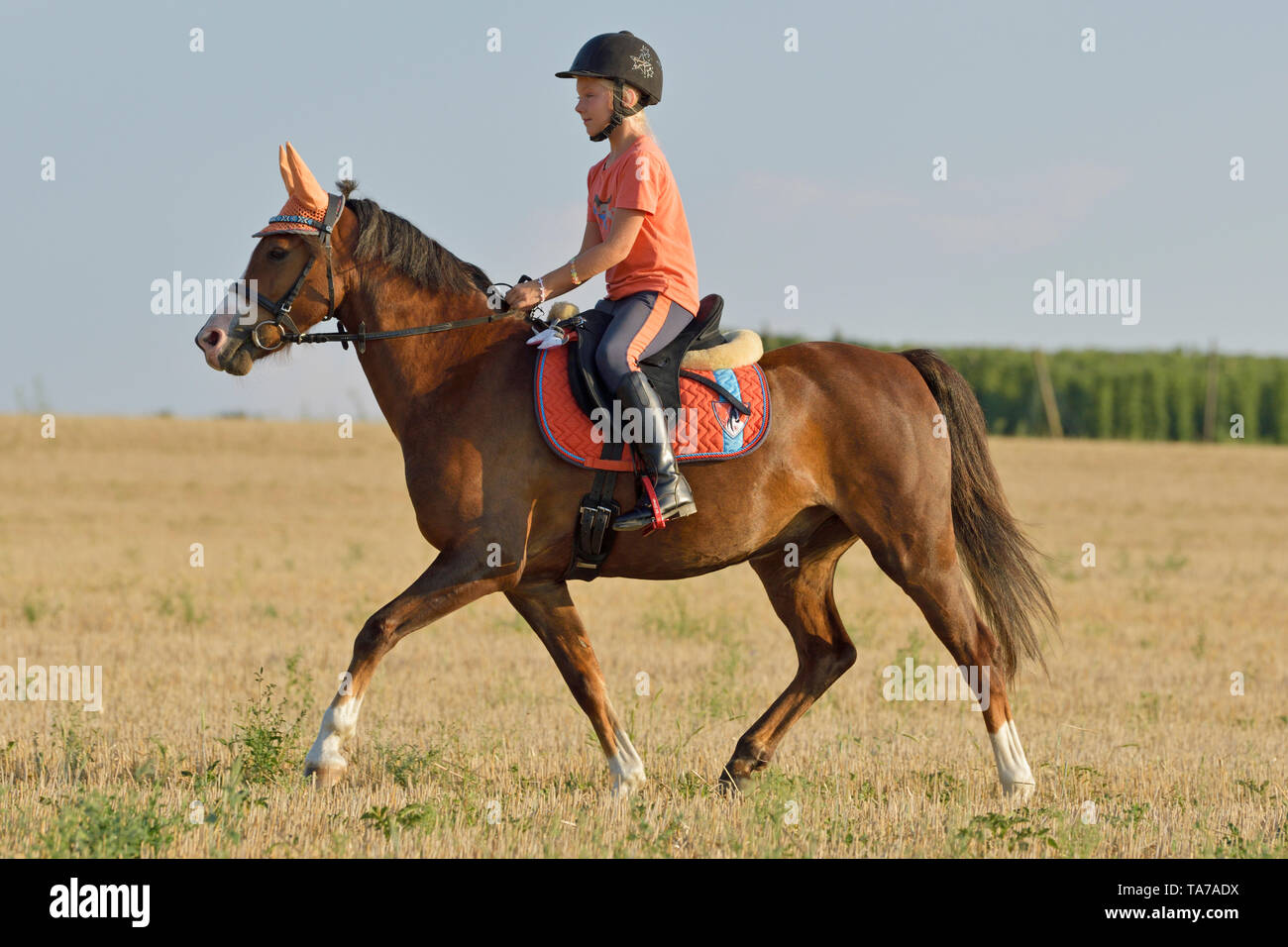 Pony Welsh (sezione B). Bambino (ragazza) con la baia di trotto a cavallo su un campo di stoppie. Germania Foto Stock