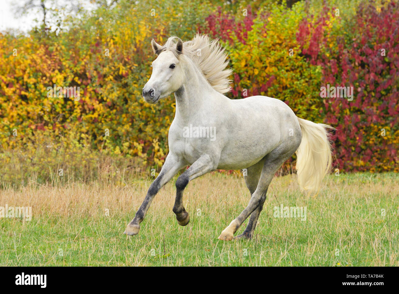 Pony Connemara. Grigio a cavallo al galoppo su un pascolo in autunno. Germania Foto Stock
