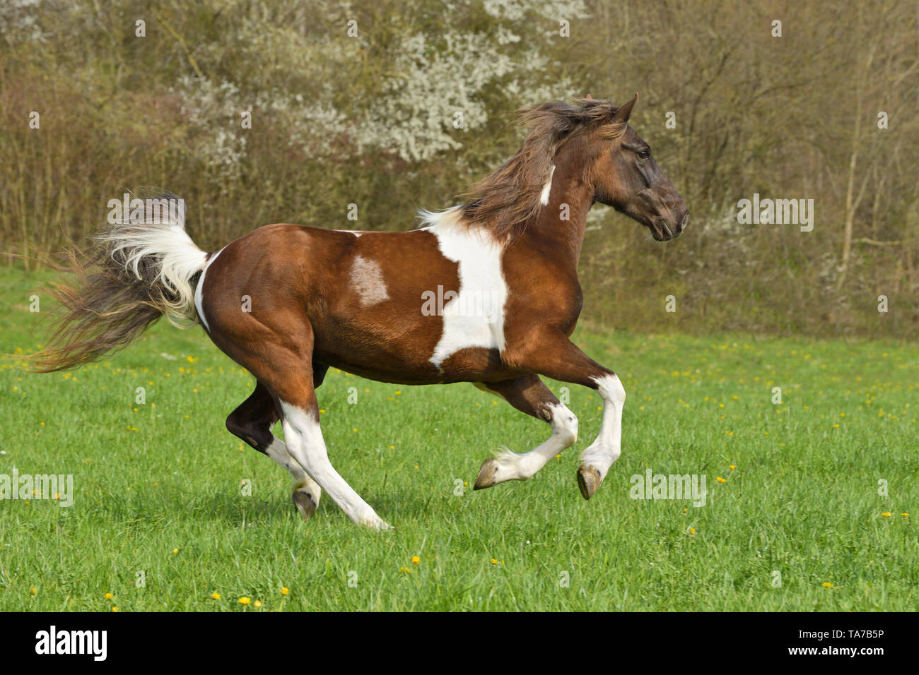 Macchiato il cavallo di montagna. Pinto al galoppo su un prato. Germania Foto Stock