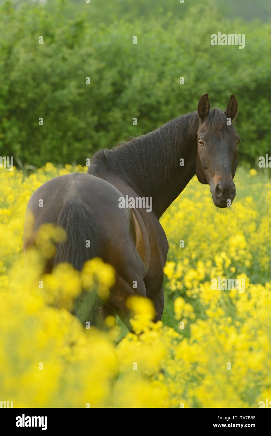Trakehner. Adulto di castagno in piedi in una fioritura campo di colza. Germania Foto Stock