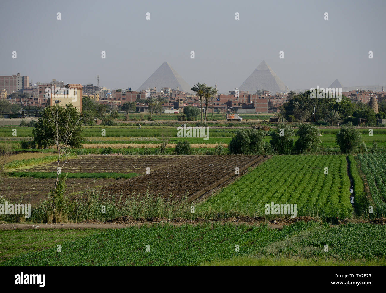 L'Egitto, al Cairo e Piramidi di Giza, agricoltura del fiume Nilo delta, dovuta a una massiccia costruzione e la crescita della città le fertili terre arabili è decrescente / AEGYPTEN HA, Kairo, Pyramiden von Gizeh, Landwirtschaft im Flussdelta nullo, durch zunehmenden Bau von Haeusern schrumpft die fruchtbare landwirtschaftliche Flaeche Foto Stock