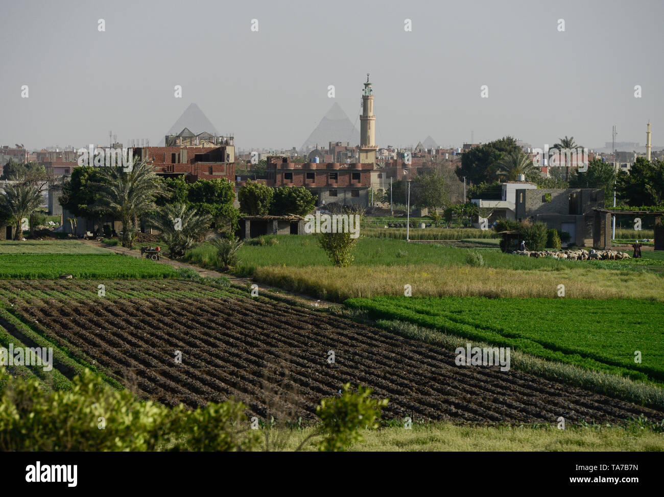 L'Egitto, al Cairo e Piramidi di Giza, agricoltura del fiume Nilo delta, dovuta a una massiccia costruzione e la crescita della città le fertili terre arabili è decrescente / AEGYPTEN HA, Kairo, Pyramiden von Gizeh, Landwirtschaft im Flussdelta nullo, durch zunehmenden Bau von Haeusern schrumpft die fruchtbare landwirtschaftliche Flaeche Foto Stock