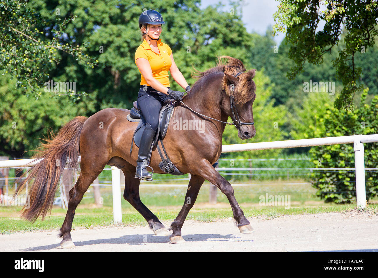 Cavallo islandese. Rider trotto con bay stallone. Austria Foto Stock