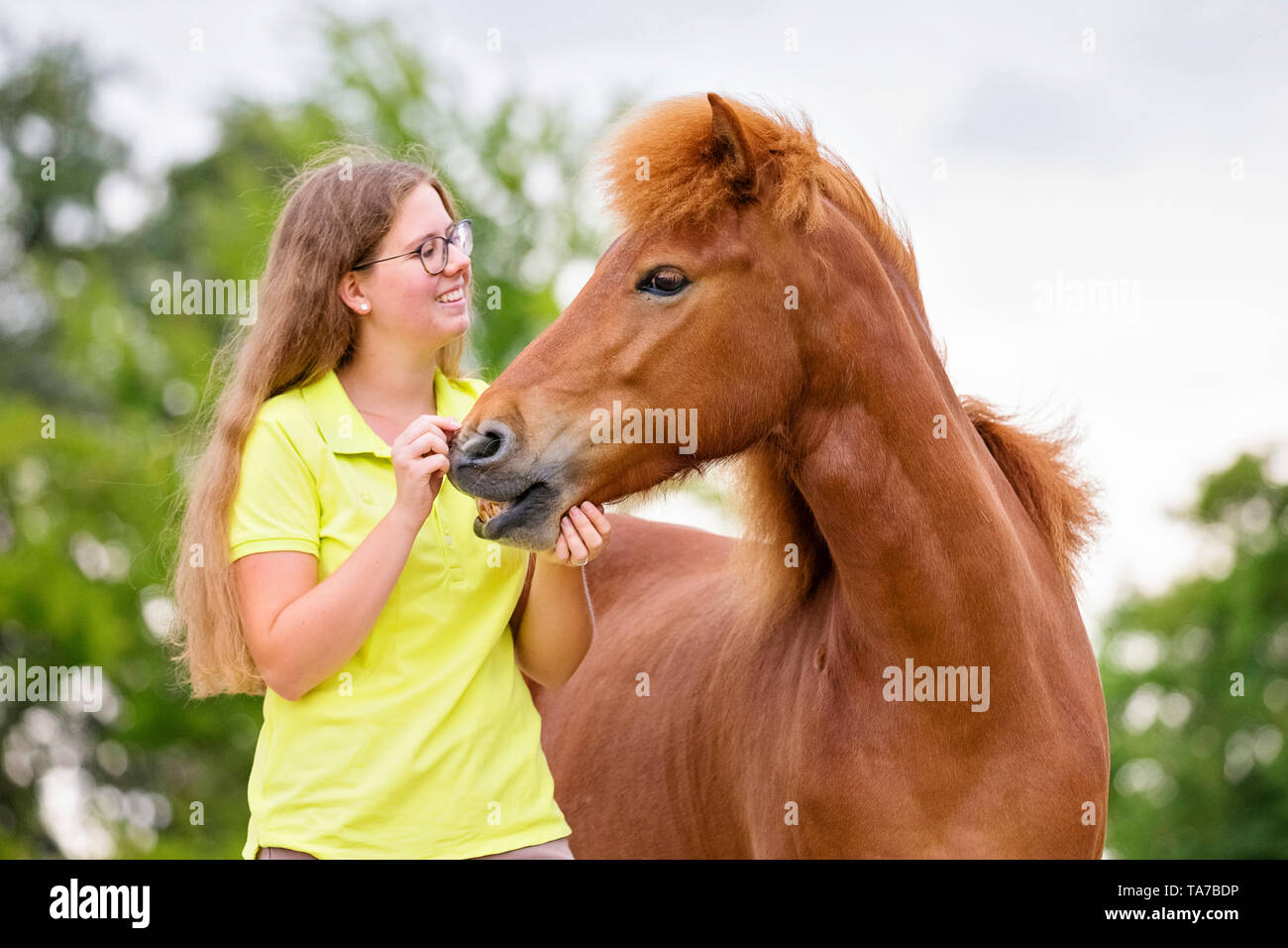 Cavallo islandese. Ragazza in piedi accanto al mare di castagno, facendo il flehmen. Austria Foto Stock