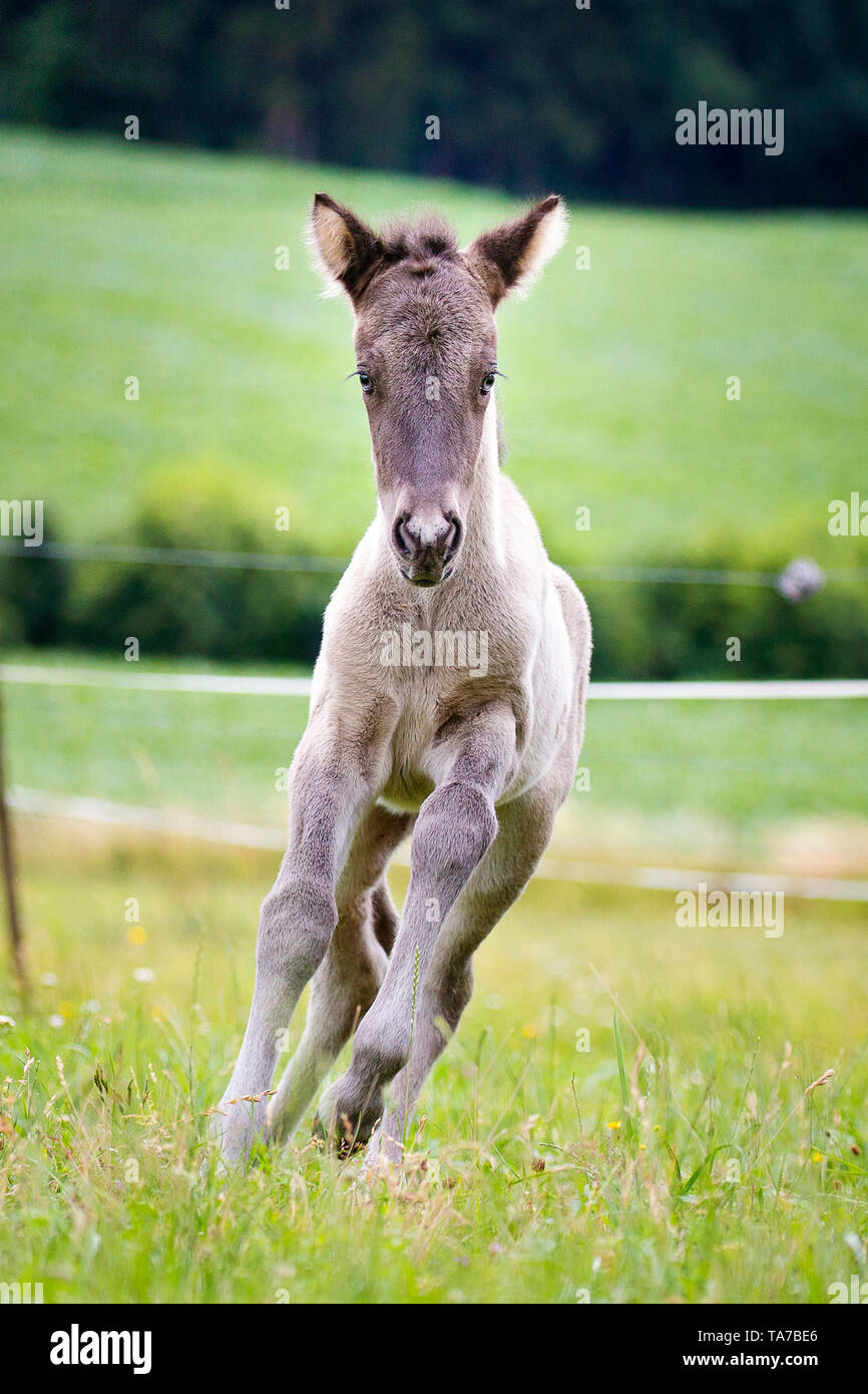 Cavallo islandese. Puledra dun-puledro al galoppo su un prato. Austria Foto Stock