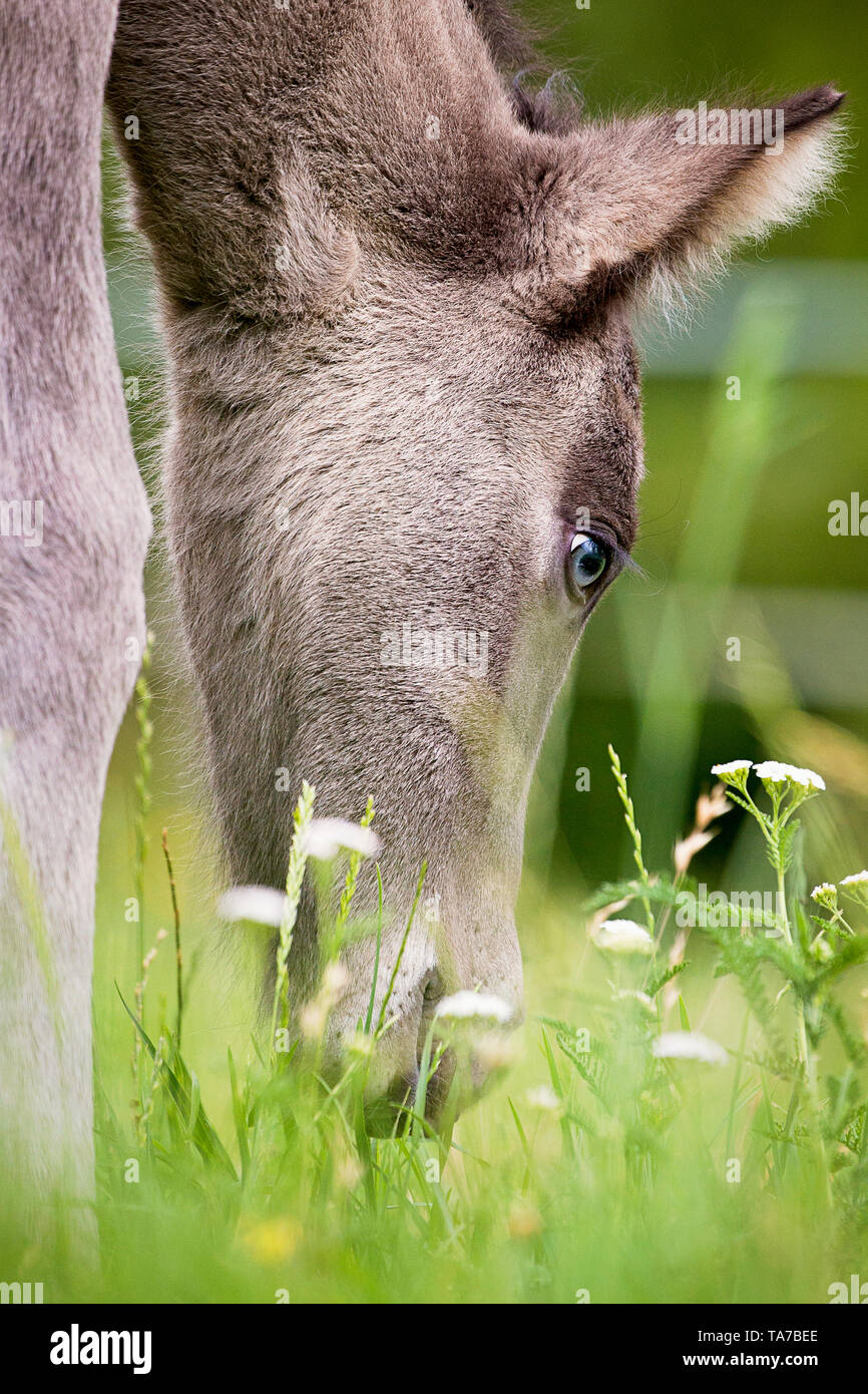 Cavallo islandese. Puledra dun-puledro guardando l'erba Austria Foto Stock