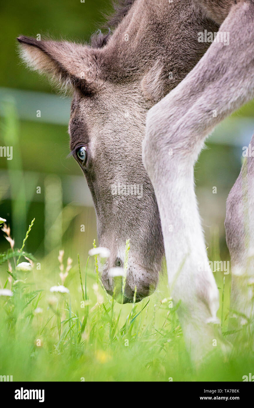 Cavallo islandese. Puledra dun-puledro guardando l'erba Austria Foto Stock