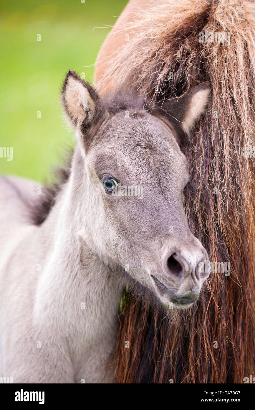 Cavallo islandese. Puledra dun-puledro nuzzling fino alla madre. Austria Foto Stock