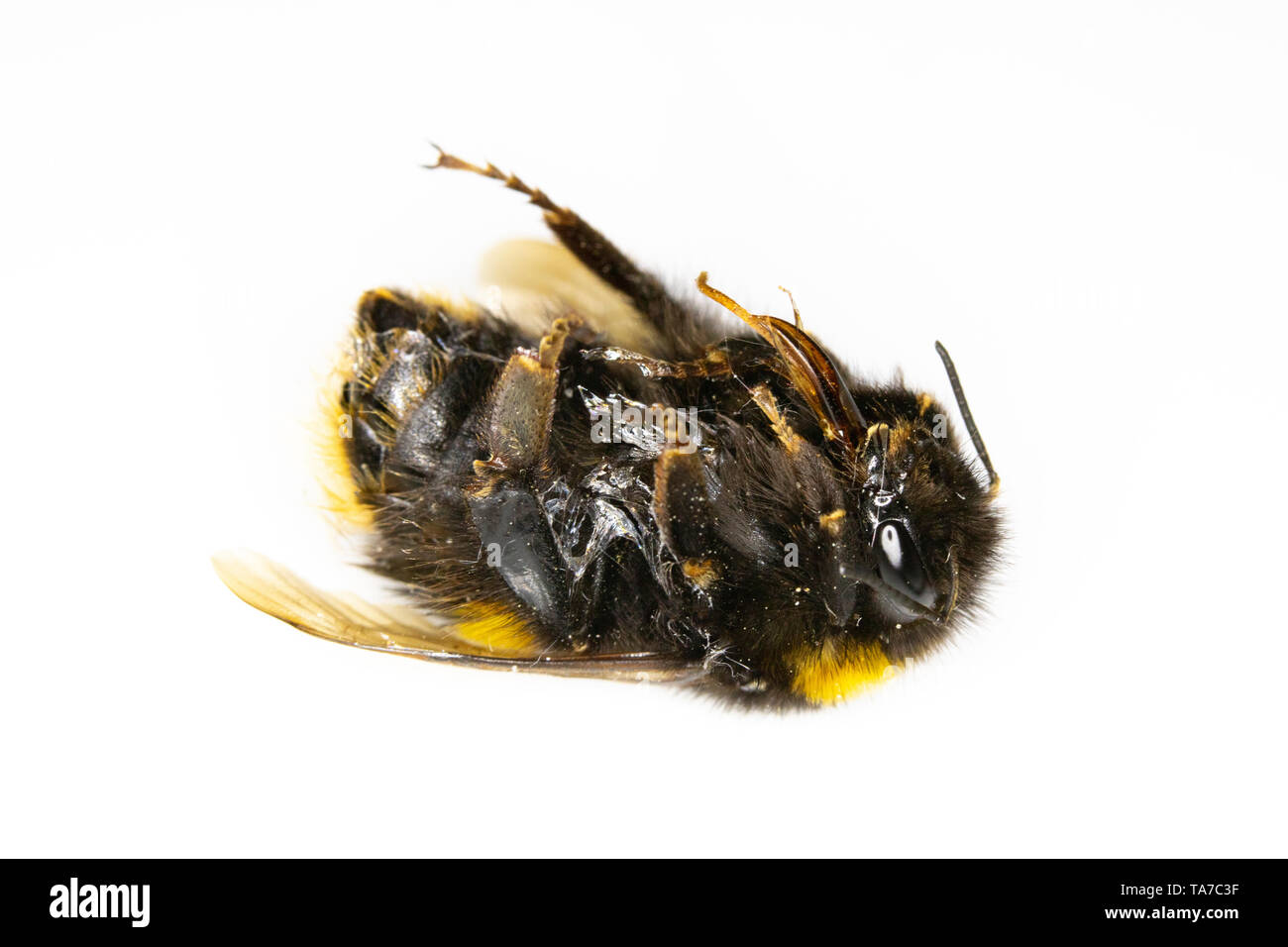 Bumblebee morto insetto Ape su sfondo bianco Foto Stock
