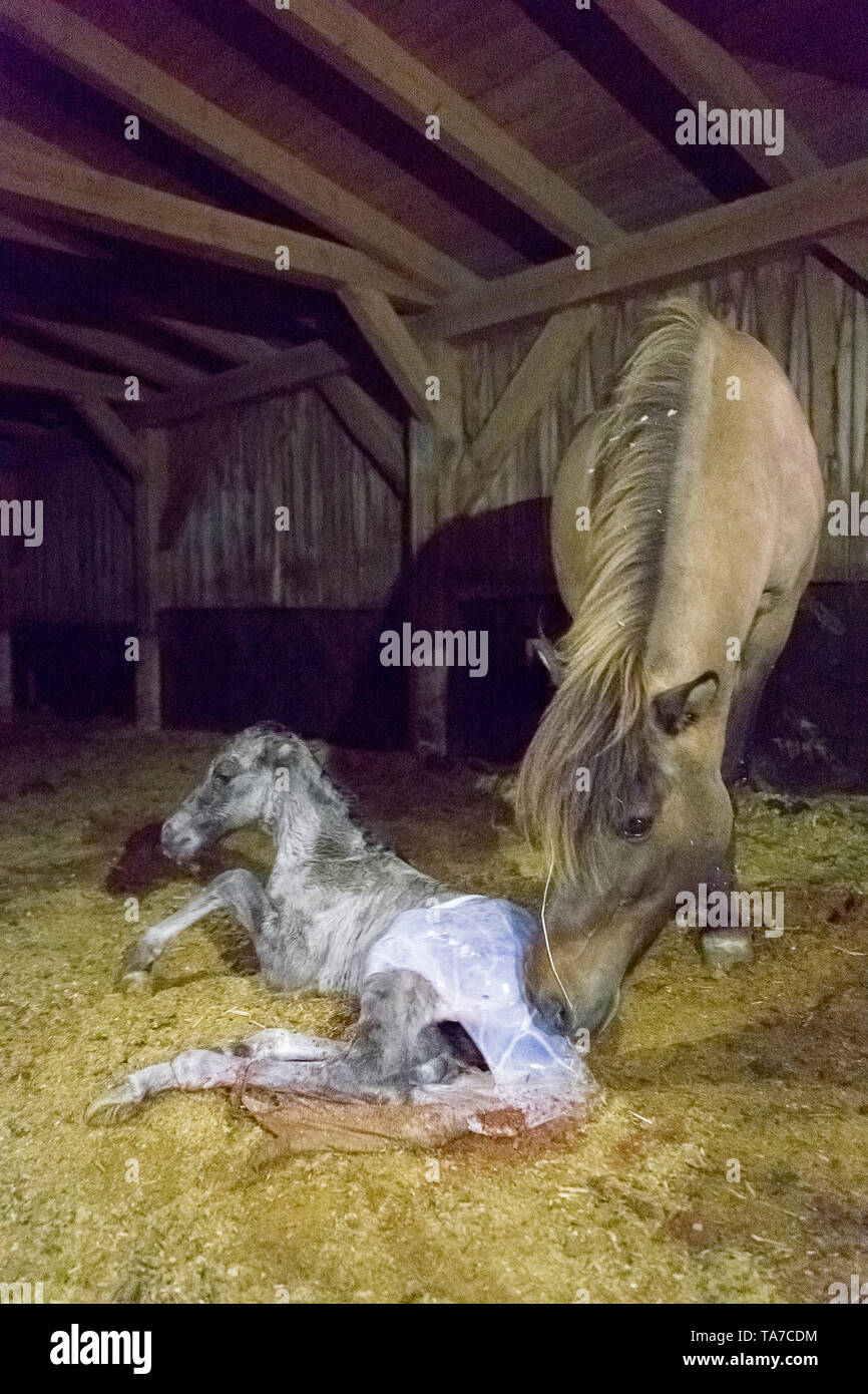 Cavallo islandese. Mare pulizia puledro neonato. Austria Foto Stock