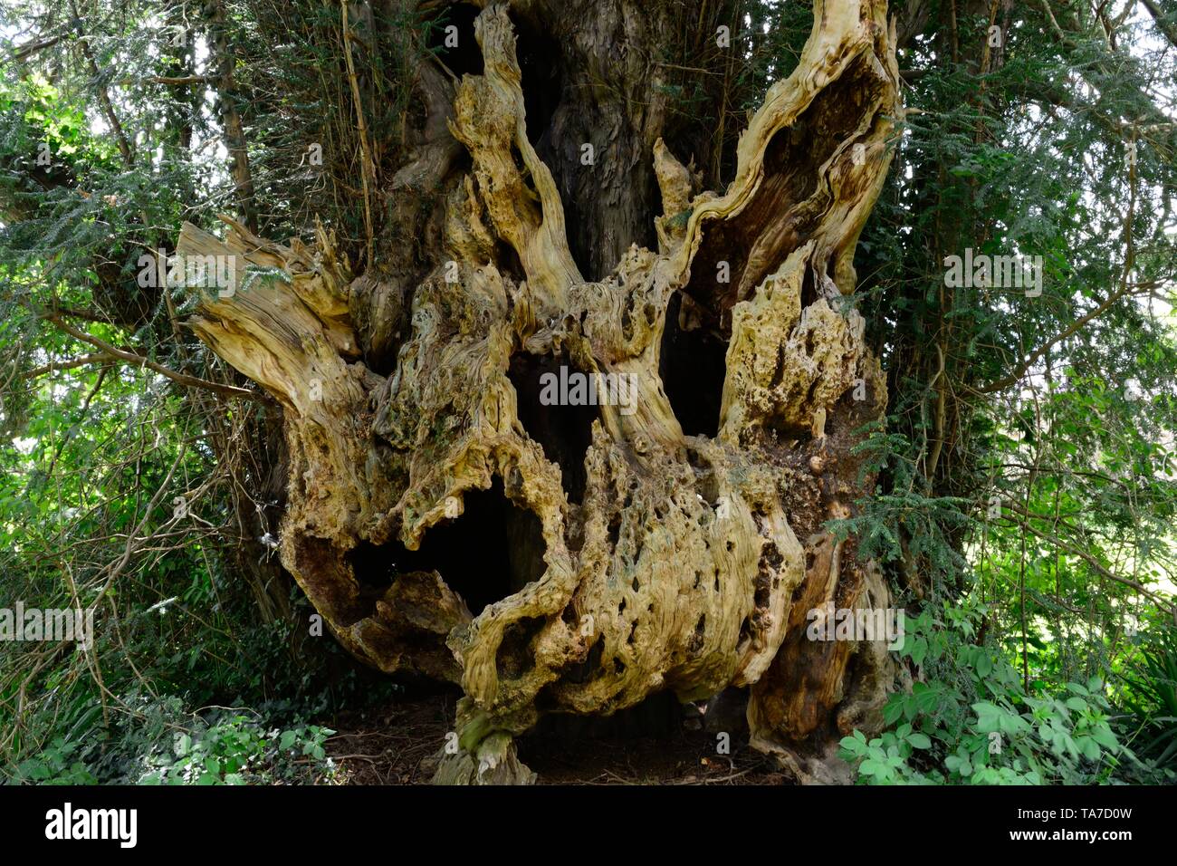 Bettws Newydd Yew Tree snocciolate e twisted yew oltre mille anni yew Monmouthshire Galles Cymru REGNO UNITO Foto Stock