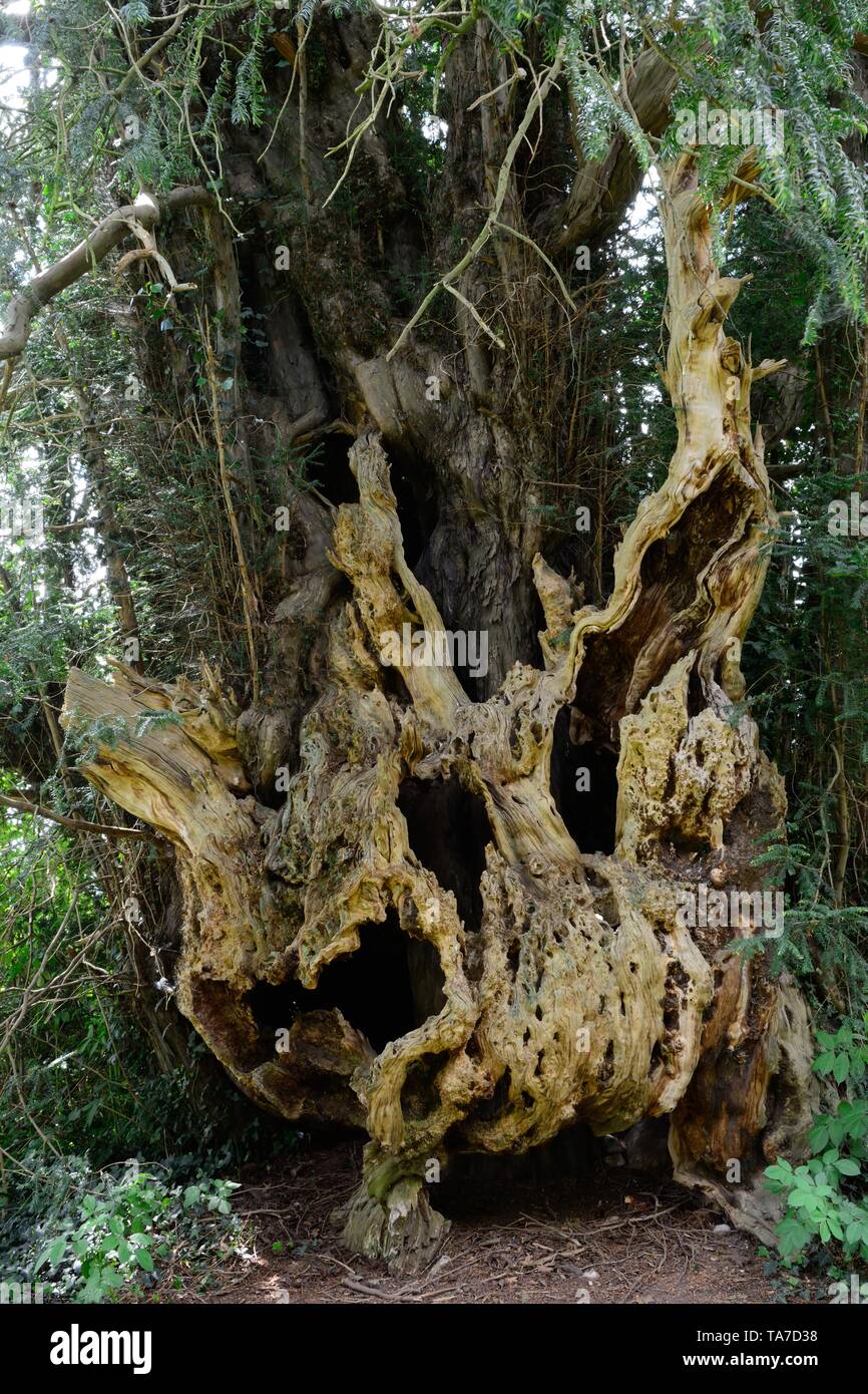 Bettws Newydd Yew Tree snocciolate e twisted yew oltre mille anni yew Monmouthshire Galles Cymru REGNO UNITO Foto Stock