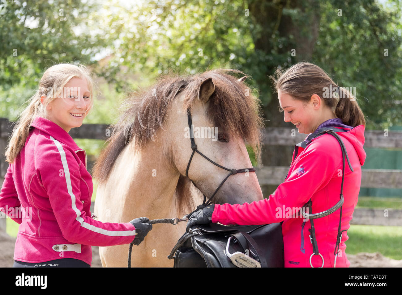 Cavallo islandese. I capretti dun cavallo essendo addestrato ad accettare una sella. Austria Foto Stock