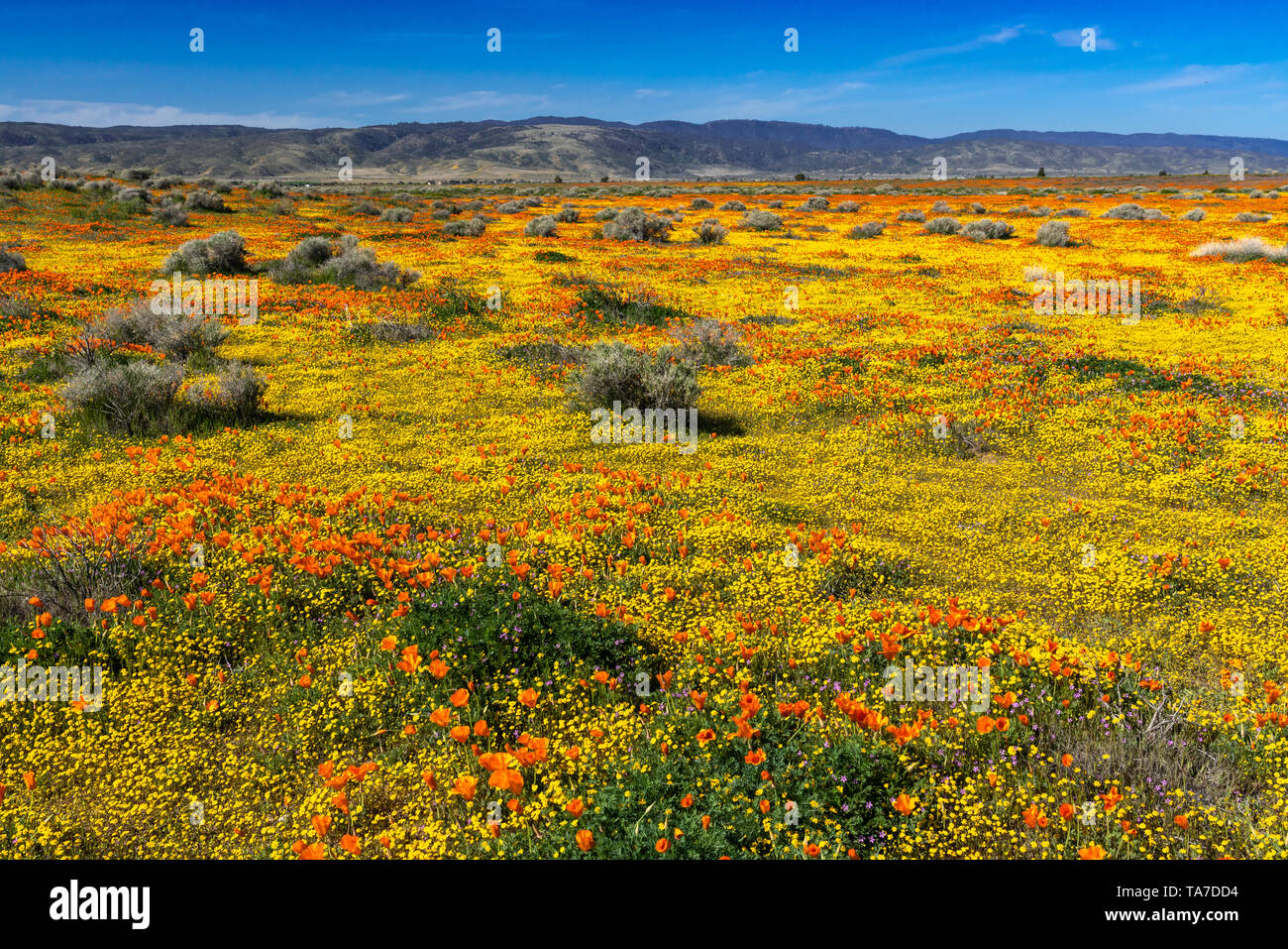 Le colline e pianure coperte di fiori selvatici del 2019 super fiorisce in Antelope Valley, vicino a Lancaster, California, Stati Uniti d'America. Foto Stock