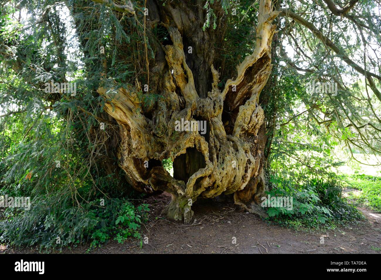 Bettws Newydd Yew Tree snocciolate e twisted yew oltre mille anni yew Monmouthshire Galles Cymru REGNO UNITO Foto Stock
