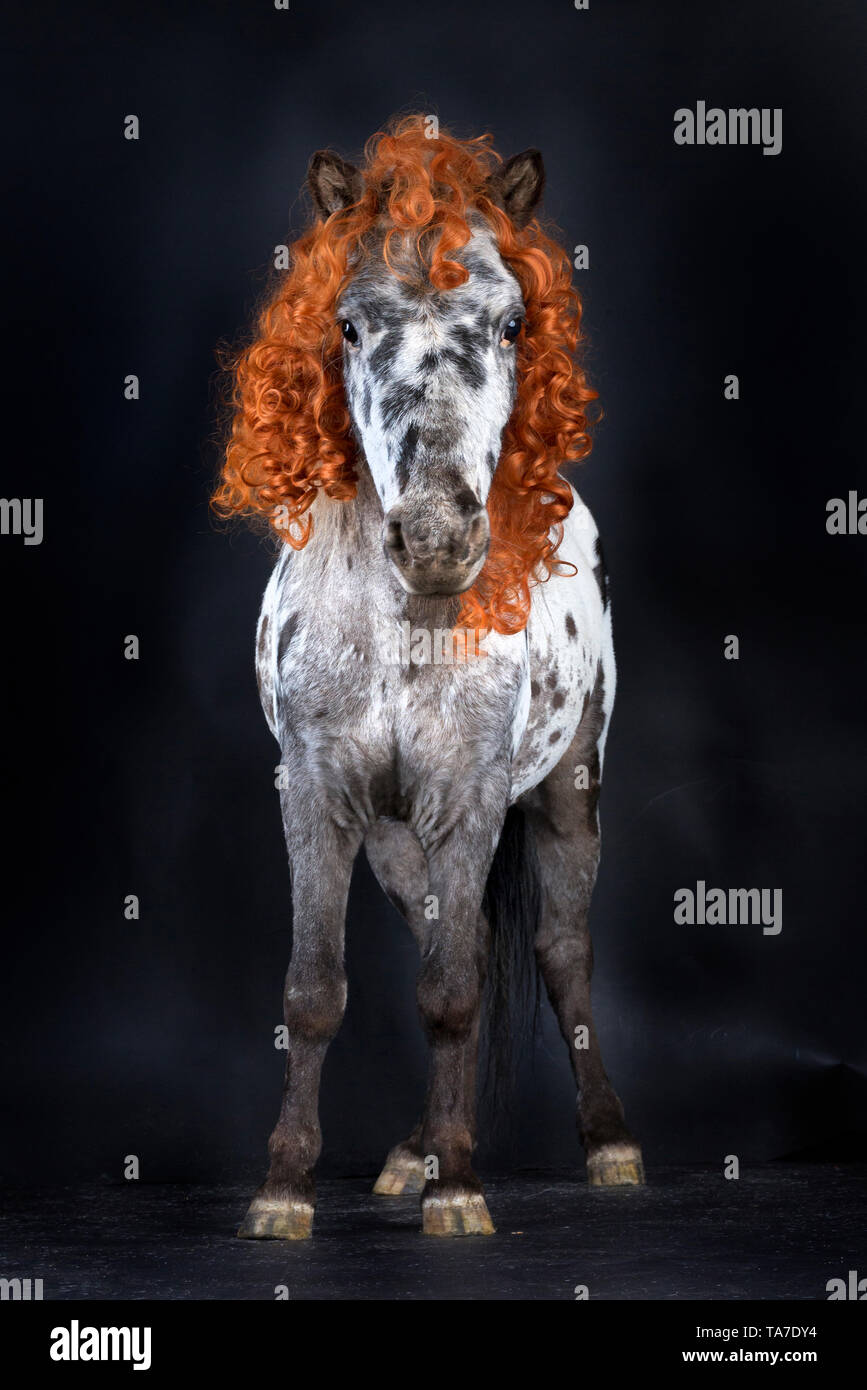 Appaloosa in miniatura. Cavallo adulto, indossa una parrucca ricci e tricorne hat in piedi. Studio Immagine contro uno sfondo nero. Germania Foto Stock