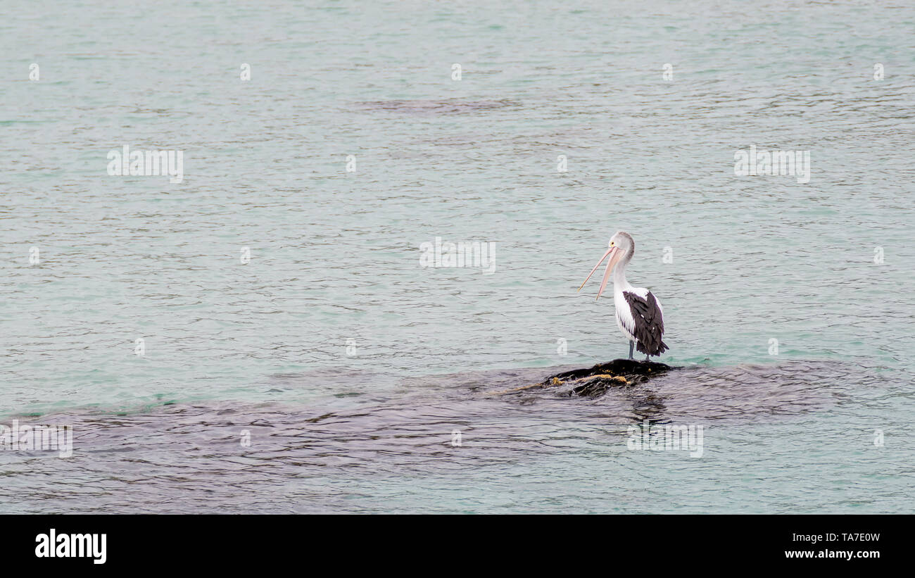 Bella pellicano solitario con il suo becco aperto su una roccia isolata in mezzo al mare, Penneshaw, Kangaroo Island, Australia Meridionale Foto Stock