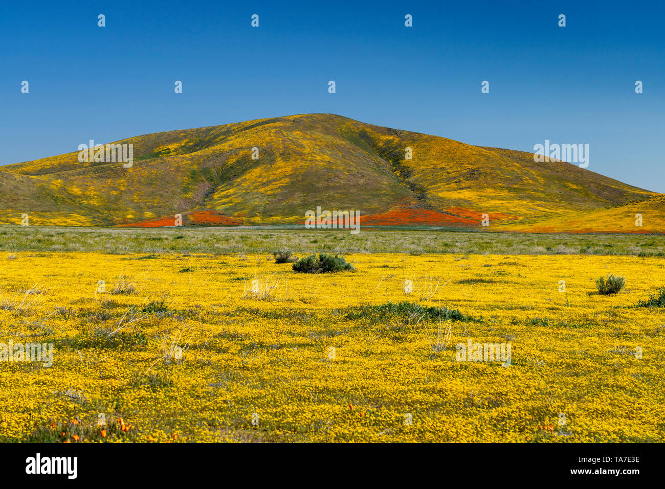 Le colline e pianure coperte di fiori selvatici del 2019 super fiorisce in Antelope Valley, vicino a Lancaster, California, Stati Uniti d'America. Foto Stock