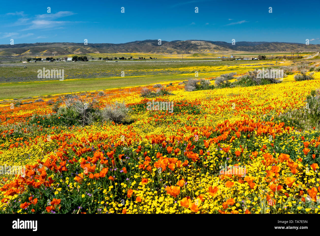 Le colline e pianure coperte di fiori selvatici del 2019 super fiorisce in Antelope Valley, vicino a Lancaster, California, Stati Uniti d'America. Foto Stock