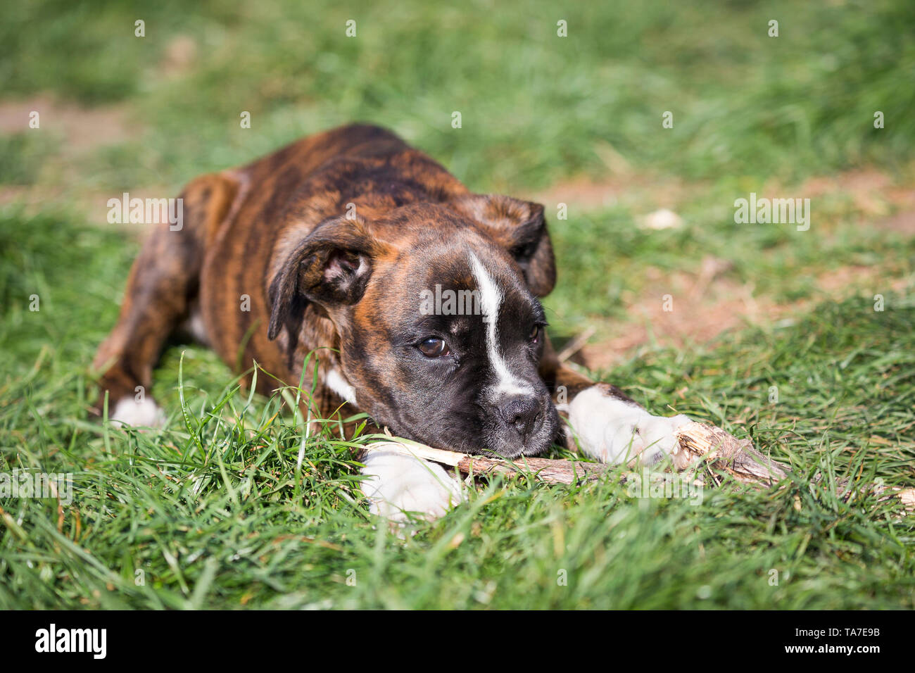 Boxer tedesche. Cucciolo giacente in un giardino accanto a un bastone. Germania Foto Stock