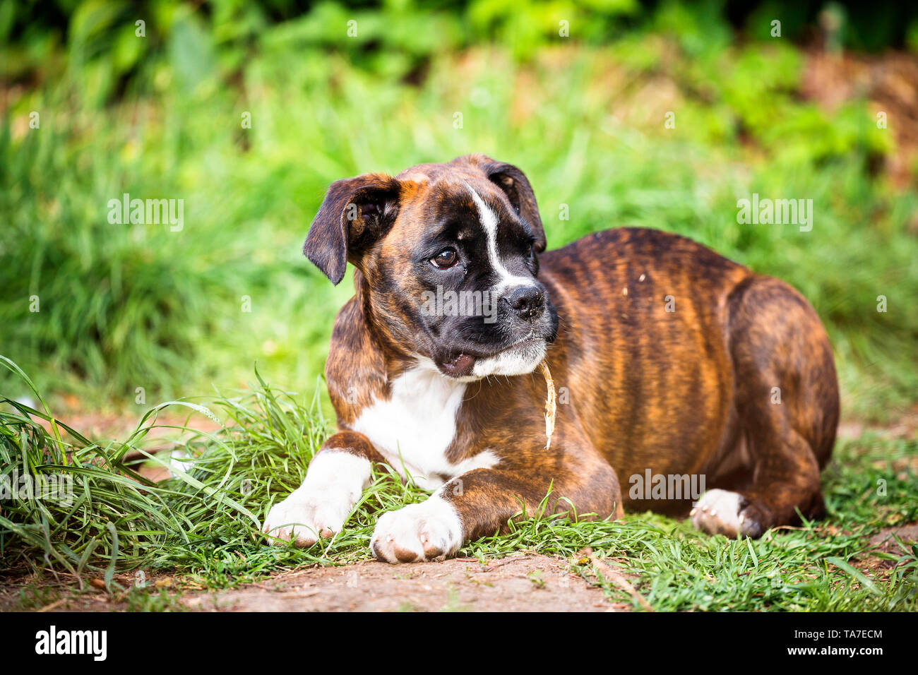 Boxer tedesche. Cucciolo giacente in un giardino. Germania Foto Stock