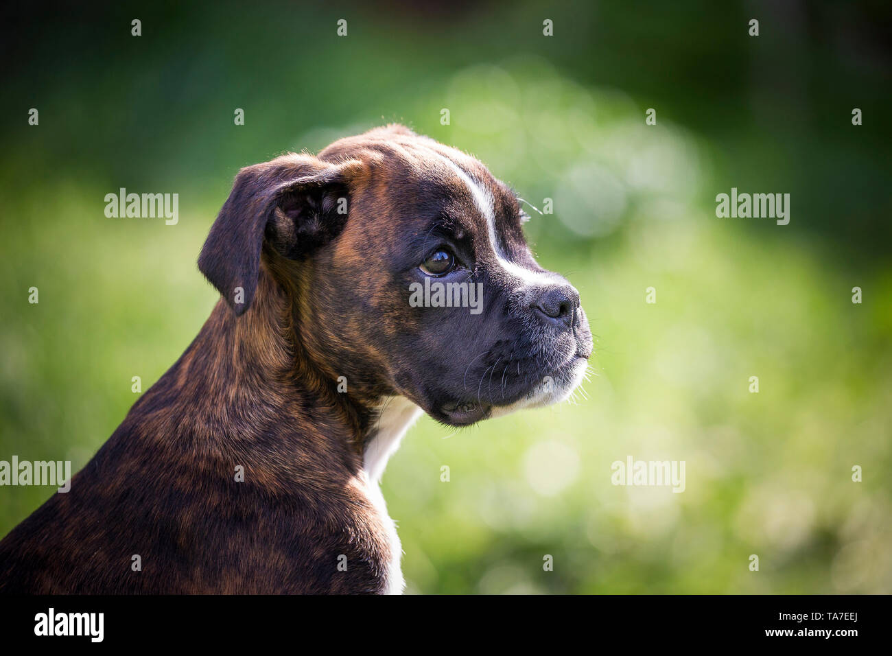 Boxer tedesche. Ritratto di un cucciolo. Germania Foto Stock
