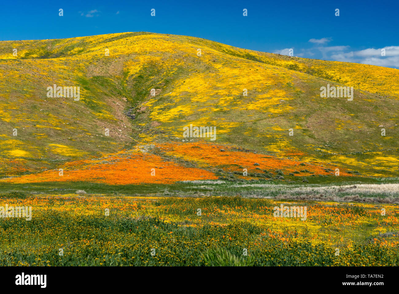 Le colline e pianure coperte di fiori selvatici del 2019 super fiorisce in Antelope Valley, vicino a Lancaster, California, Stati Uniti d'America. Foto Stock