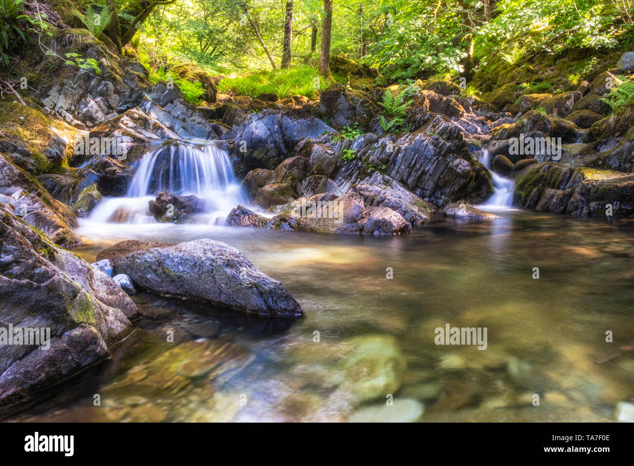 Scandale Beck scorre verso il basso dalla fells attorno ad alta Hartsop Dodd e nel Fiume Rothay appena al di fuori di Ambleside. Mi hanno significato per arrivare fino qui Foto Stock