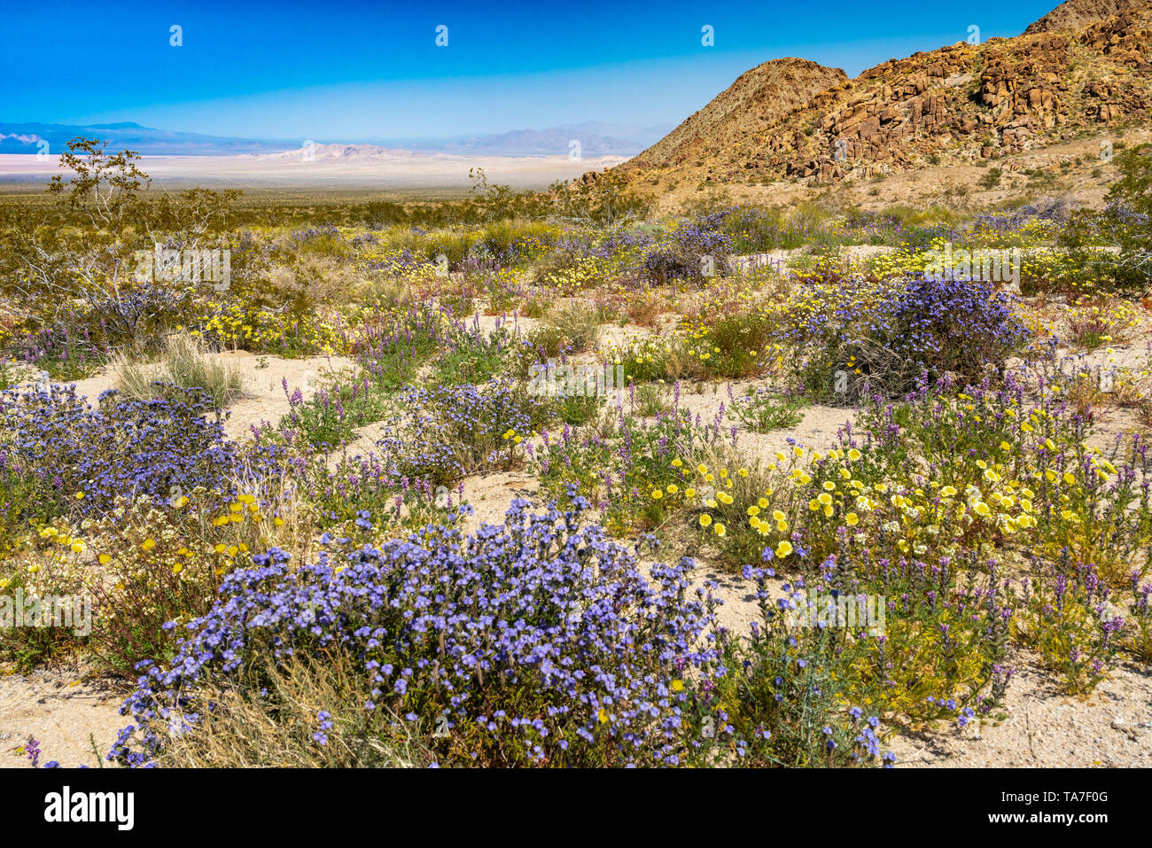 Deserto fioritura di fiori di campo lungo la Route 66 nel deserto di Mojave, California, Stati Uniti d'America. Foto Stock