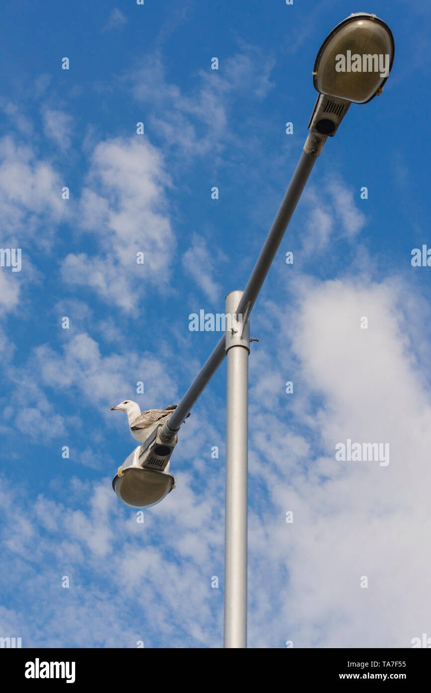 Seagull siede su una strada lampada posta contro un blu cielo senza nuvole. Close up di un solitario di uccello bianco con il nero ali seduto su di una lanterna. Plac Foto Stock