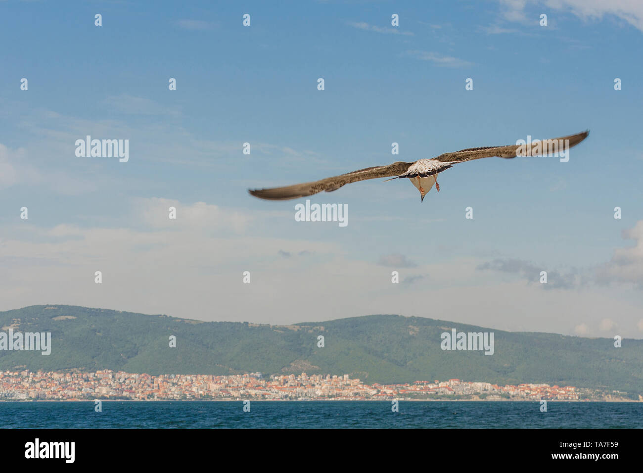 Di uccello bianco con il nero ali volo sotto il cielo blu della Bulgaria. Seagull vista di volo sopra il Mar Nero acqua. Vista dal basso su blu Foto Stock
