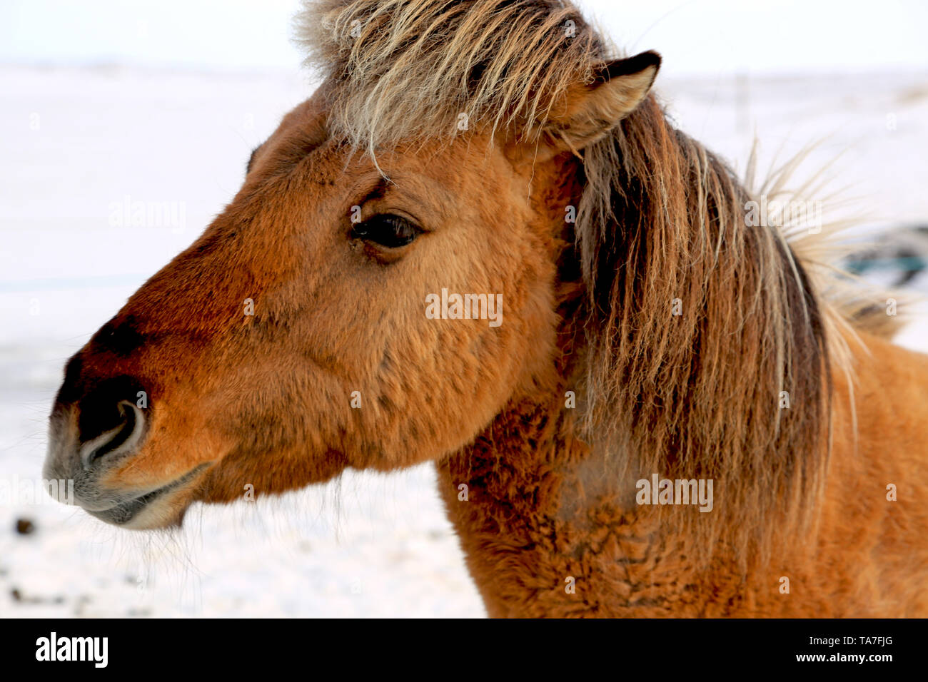 Testa di un marrone cavallo islandese in inverno, Islanda Foto Stock
