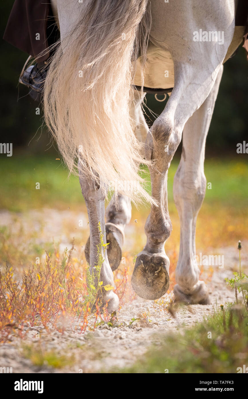 Puro Cavallo Spagnolo, PRE, Cartusian cavalli andalusi. Gambe di uno stallone grigio in un trotto. Germania Foto Stock