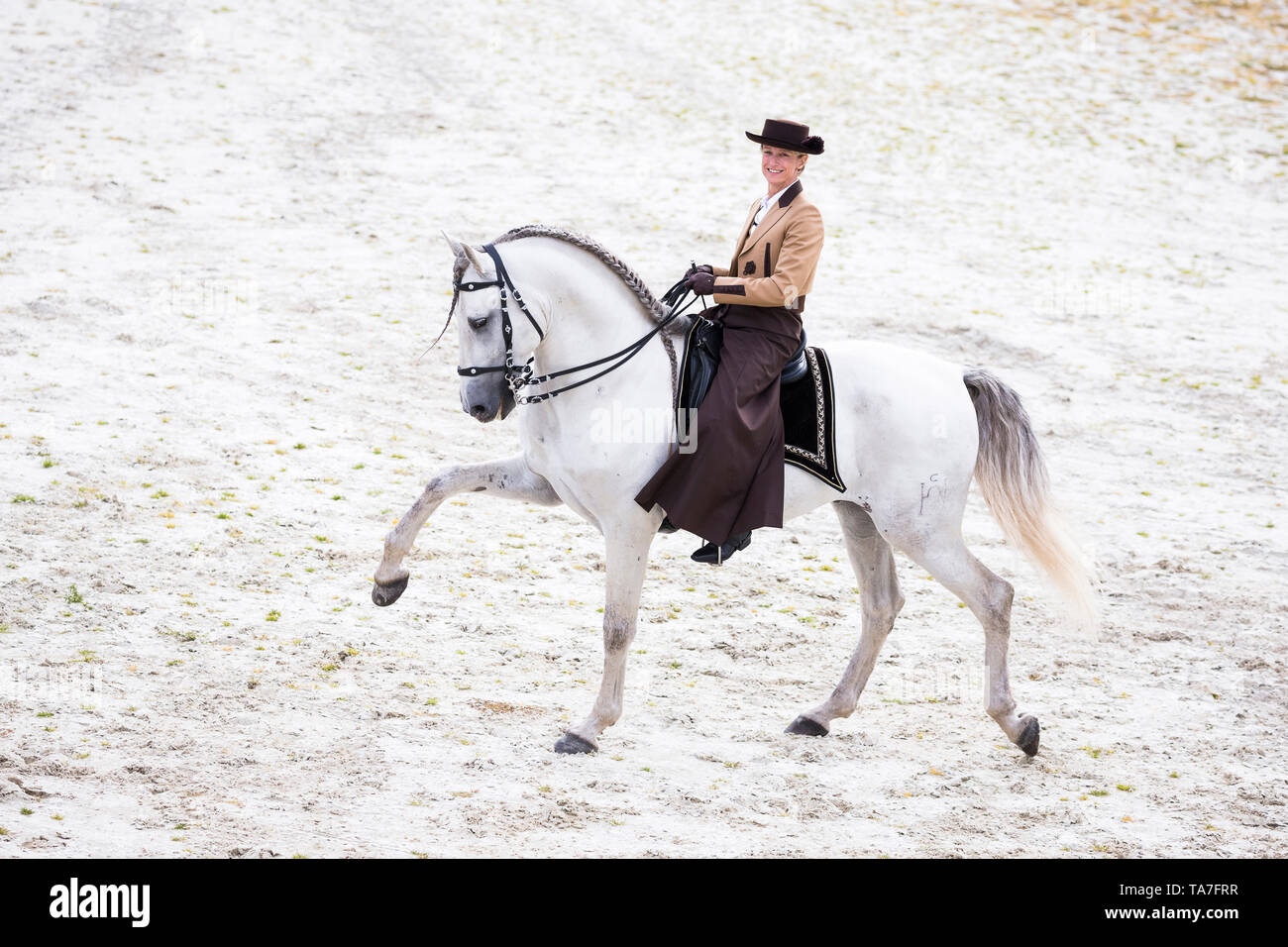 Puro Cavallo Spagnolo, PRE, Cartusian cavalli andalusi. Rider in abito tradizionale su un stallone grigio eseguendo lo spagnolo a piedi. Germania Foto Stock