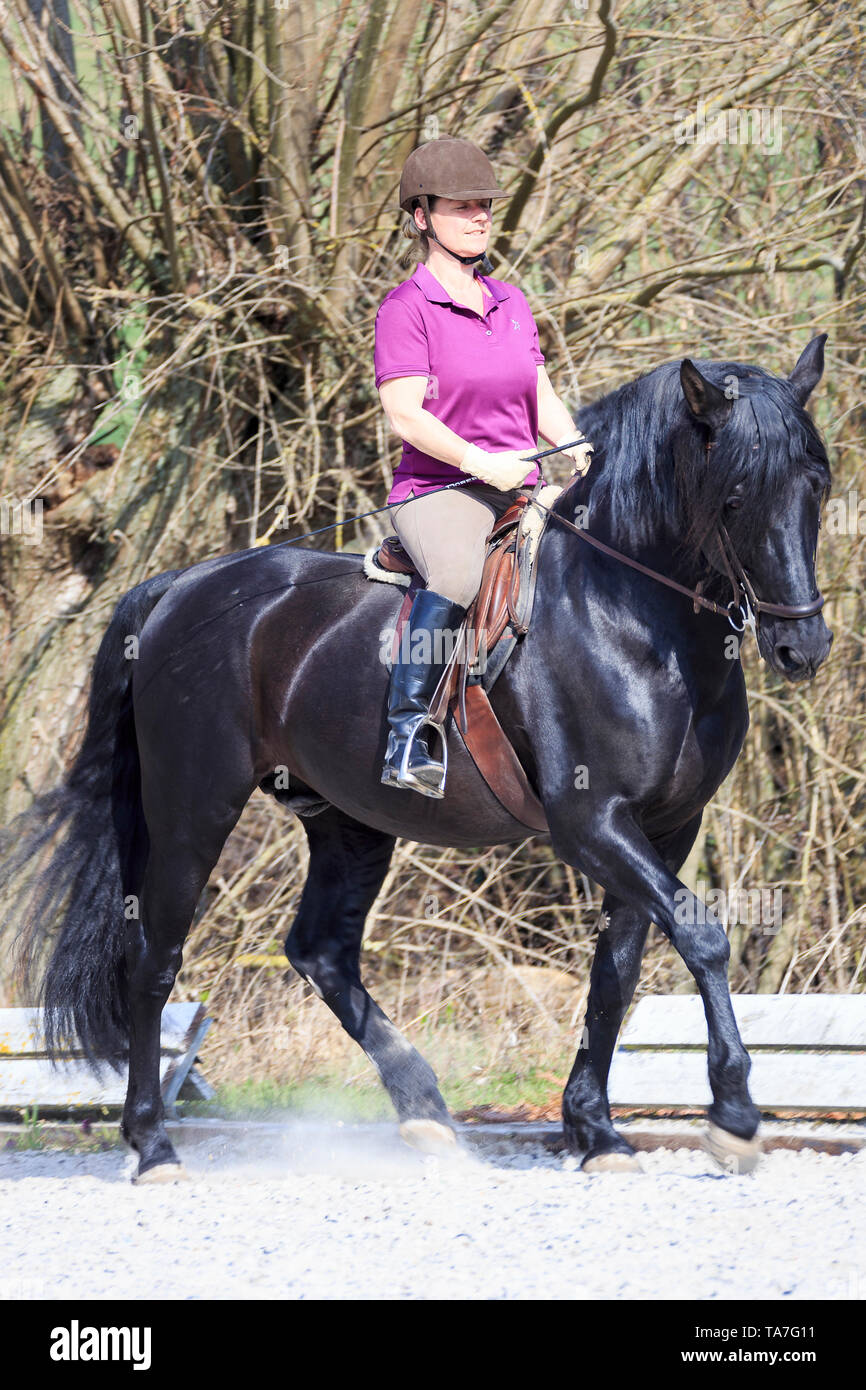 Puro Cavallo Spagnolo andaluso. Stallone nero con pilota in un trotto, piegare di asse longitudinale nella direzione di movimento. Germania Foto Stock