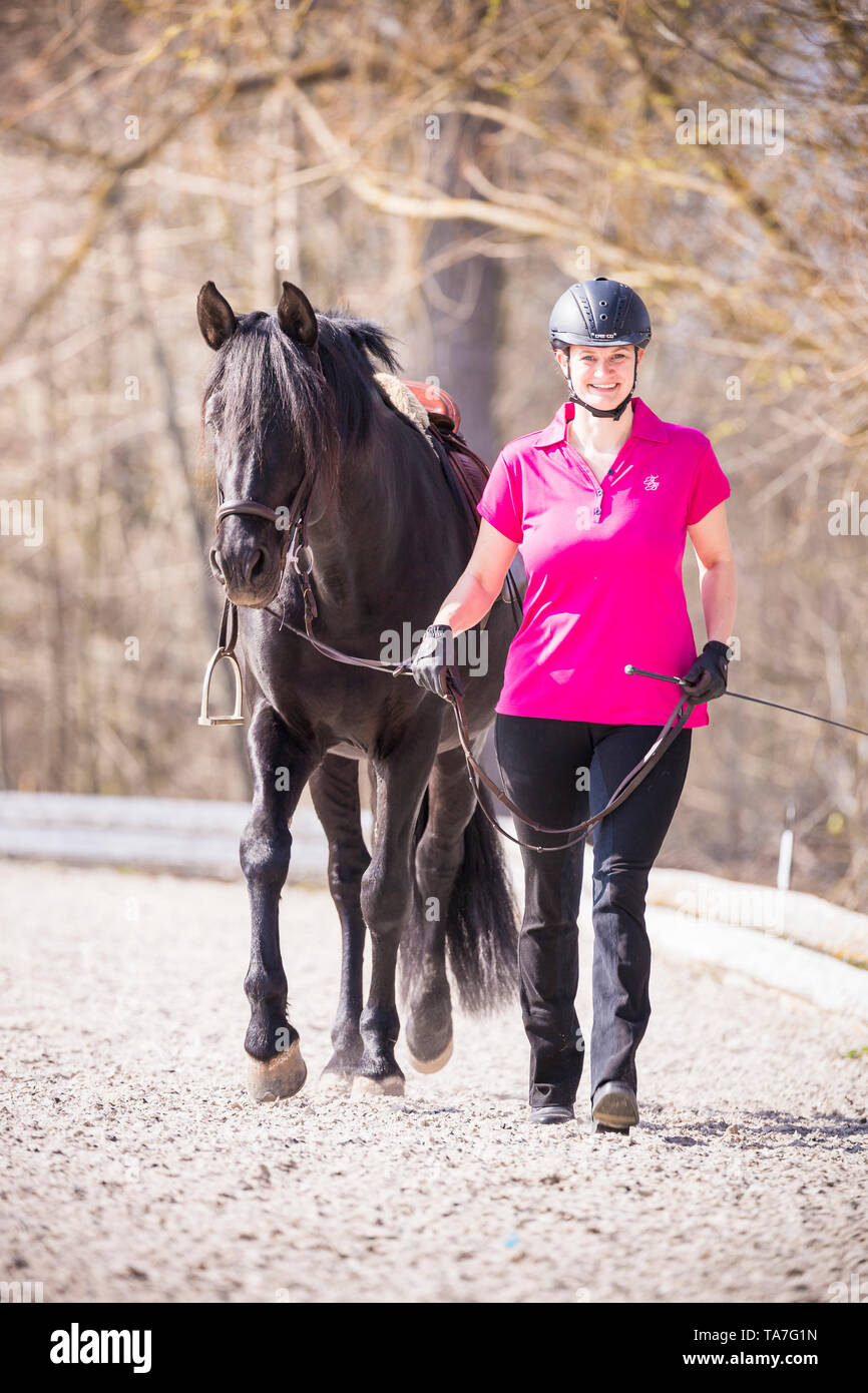 Puro Cavallo Spagnolo andaluso. Cavaliere Nero leader stallone. Germania Foto Stock