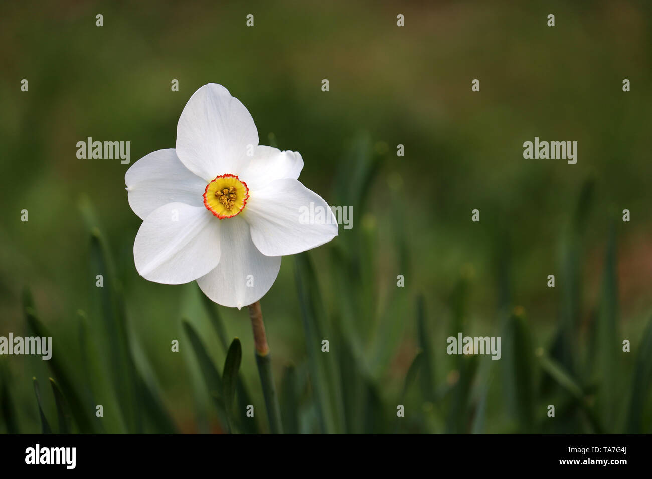 Bianco fiore di narciso con foglie verdi in giardino, sfondo sfocato. Simbolo della primavera, buona fortuna e di rinascita Foto Stock