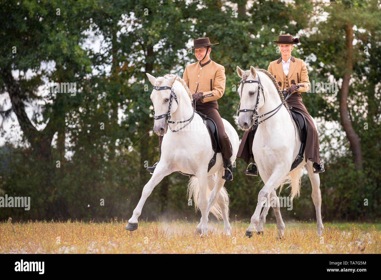 Puro Cavallo Spagnolo, PRE, Cartusian cavalli andalusi. Piloti in abito tradizionale su stalloni grigi eseguendo una mezza-pass nel trotto. Germania Foto Stock